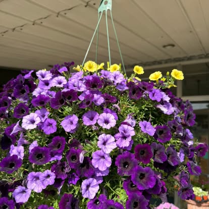 Purple and yellow flowers overflowing from a hanging basket