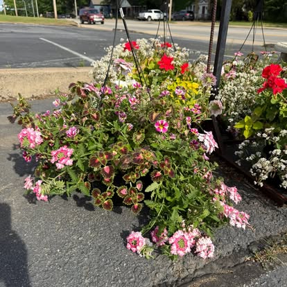 Colorful hanging baskets displayed outside Four Seasons Garden Center