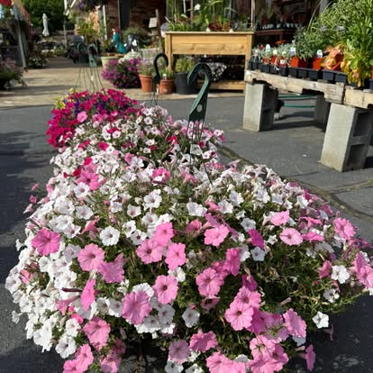 Flowering plants welcoming shoppers outside Four Seasons Garden Center