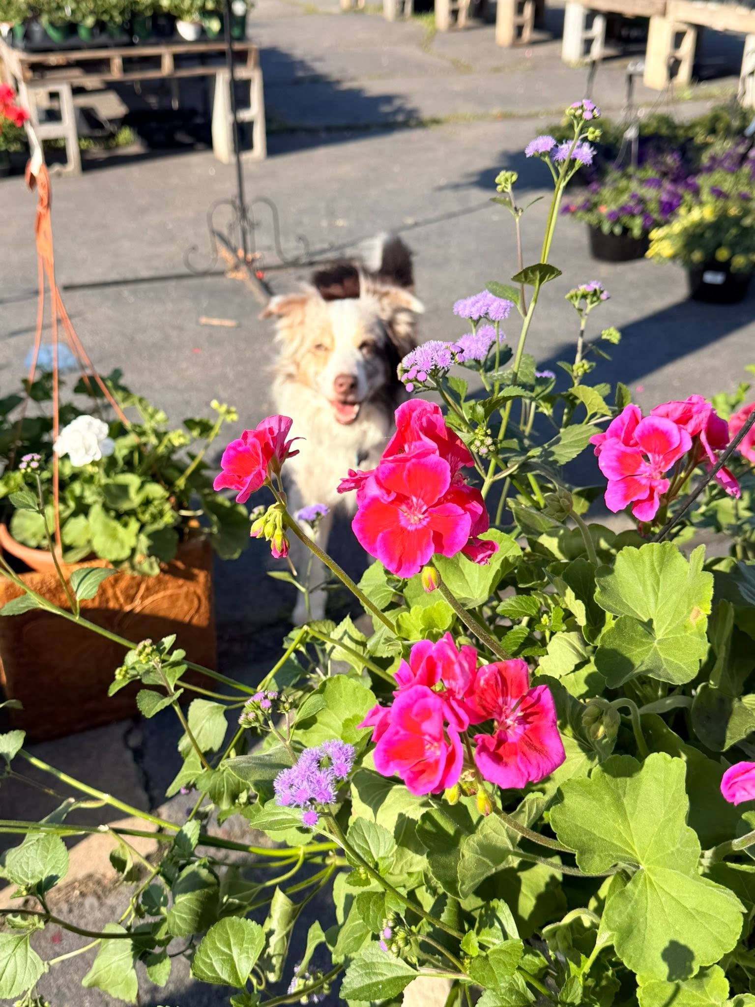 Murphy smiling from behind bright flowers at Four Seasons Garden Center
